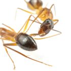 Two carpenter ants, Camponotus fellah, are seen in this undated photograph in a laboratory at the University of Lausanne in Switzerland. The ant on the right is caring for the leg wound of the other ant. Bart Zijlstra/Handout via REUTERS 