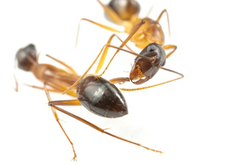 Two carpenter ants, Camponotus fellah, are seen in this undated photograph in a laboratory at the University of Lausanne in Switzerland. The ant on the right is caring for the leg wound of the other ant. Bart Zijlstra/Handout via REUTERS 