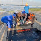 Polres Garut berhasil menemukan salah satu korban wisatawan yang hilang terseret ombak laut pada Sabtu (13/7/2024) pukul 06.30 WIB