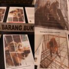 Satreskrim Polrestabes Medan berhasil menggagalkan upaya perdagangan satwa dilindungi yang dilakukan oleh dua pria paruh baya. Dalam operasi ini, petugas menyita 4 lutung Sumatera dan 2 kukang