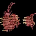 The piece of the rare 3,800-year-old fabric found in the Skull of Caves in the Judean Desert.

Image credit: Dafna Gazit/Antiquities Authority