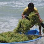 Maluku Tenggara menjadi lokasi yang dipilih dan ditargetkan sebagai wilayah pengembangan modeling budi daya rumput laut