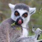 Lemur memiliki sarang gigi, sekelompok gigi berbentuk sisir yang terdiri dari dua taring dan empat gigi seri di rahang bawah