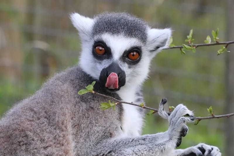 Lemur memiliki sarang gigi, sekelompok gigi berbentuk sisir yang terdiri dari dua taring dan empat gigi seri di rahang bawah