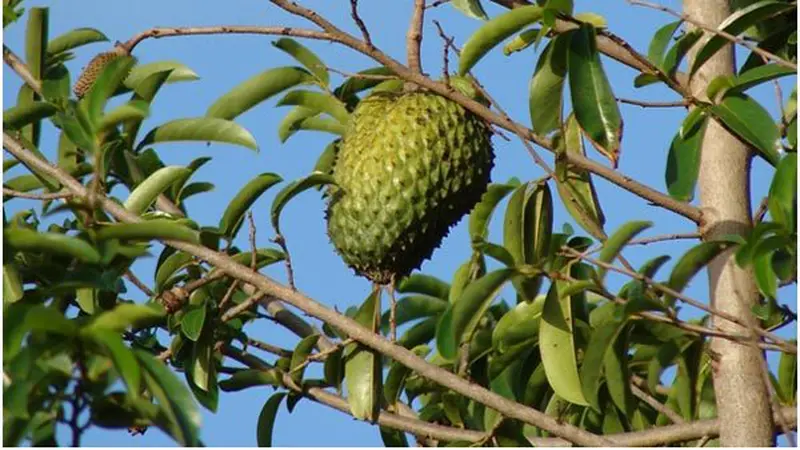 Salah satu manfaat yang paling populer adalah kemampuannya untuk menurunkan kolesterol dan asam urat, berkat kandungan antioksidan dan zat aktif seperti acetogenin