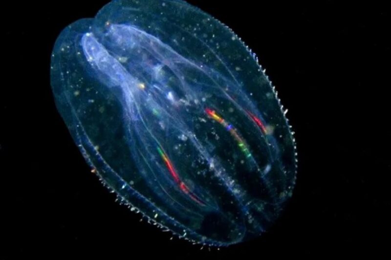 Tim ilmuwan baru-baru ini mengungkap fenomena mengejutkan pada spesies ubur-ubur sisir, Mnemiopsis leidyi