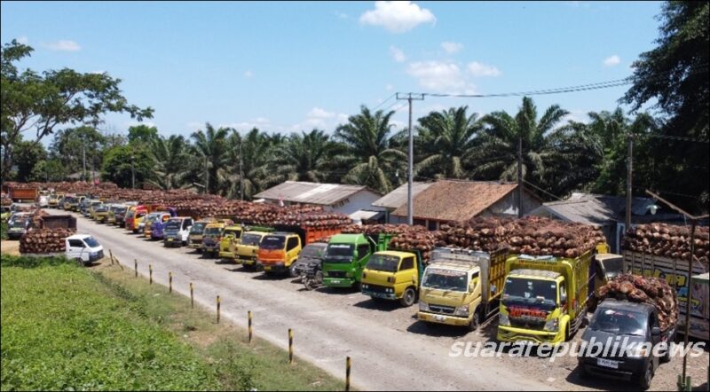 Antrian truk pengangkut Tandan Buah Segar (TBS) sawit milik petani semakin panjang di dua PKS PTPN, yakni PKS Kertajaya di Banten dan PKS Cikasungka di Jawa Barat. PTPN IV PalmCo