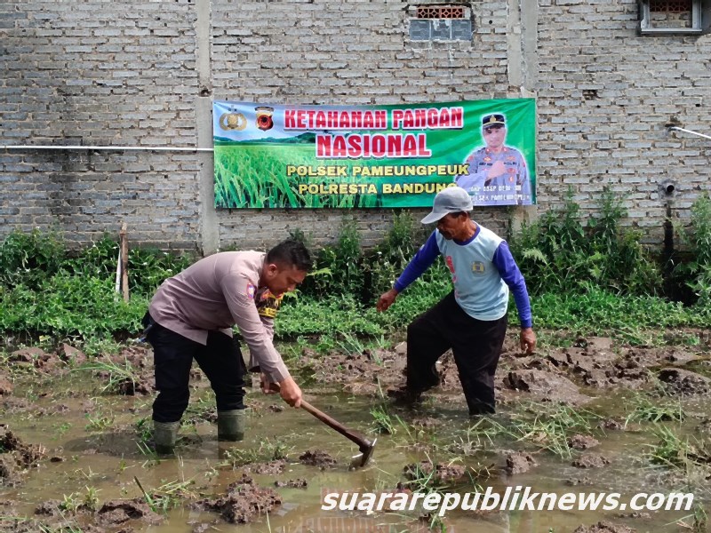 Pada Jumat, 8 November 2024, Bhabinkamtibmas Desa Rancamulya bersama anggota Intel Polsek Pameungpeuk, Aipda Sobar, turun langsung ke lapangan di Kp. Bojongwaru untuk menggarap lahan seluas 6.000 meter persegi bersama Kelompok Tani Desa Rancamulya