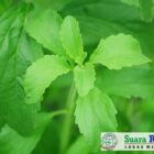 Stevia, tanaman asli Amerika Selatan, semakin populer sebagai pemanis alami, terutama bagi mereka yang ingin mengurangi asupan kalori dan menjaga kadar gula darah stabil
