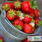 Stroberi, buah merah yang segar dan lezat, ternyata memiliki segudang manfaat kesehatan,