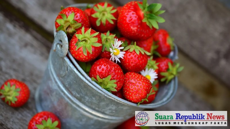 Stroberi, buah merah yang segar dan lezat, ternyata memiliki segudang manfaat kesehatan,